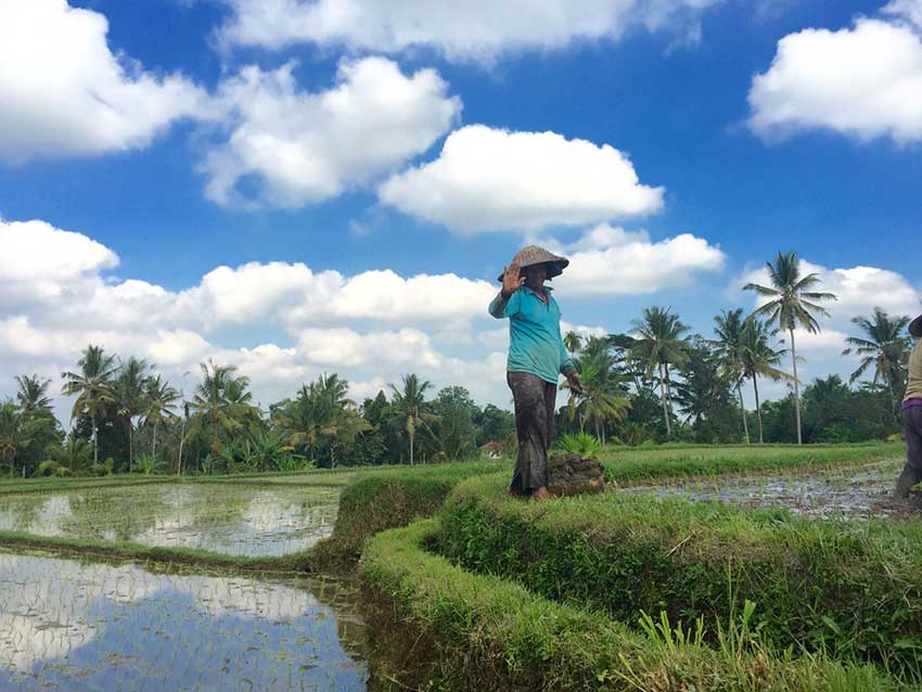 risaie bali risaie bali