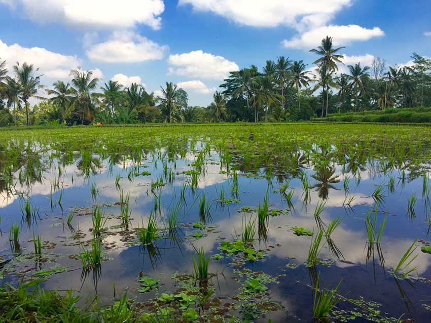 risaie panoramiche risaie panoramiche