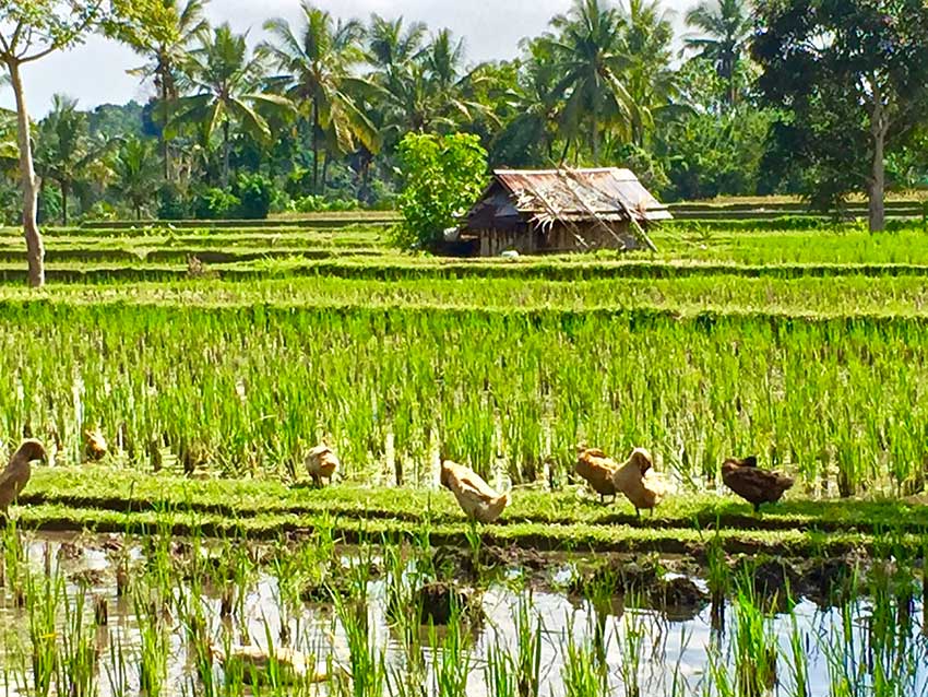 migliori risaie bali migliori risaie bali