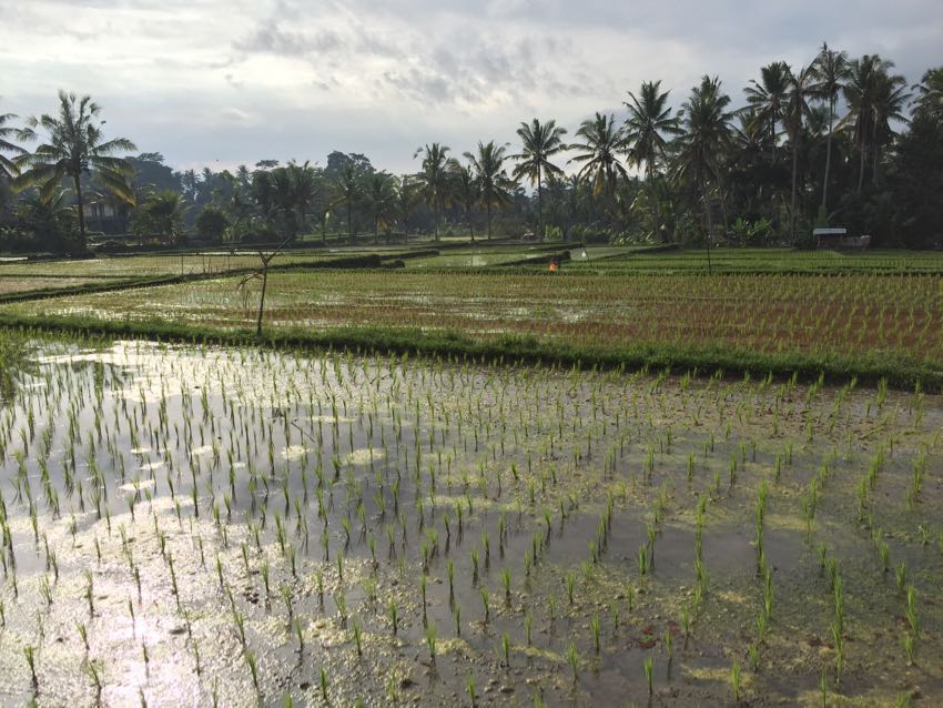 Il massaggio balinese - 1