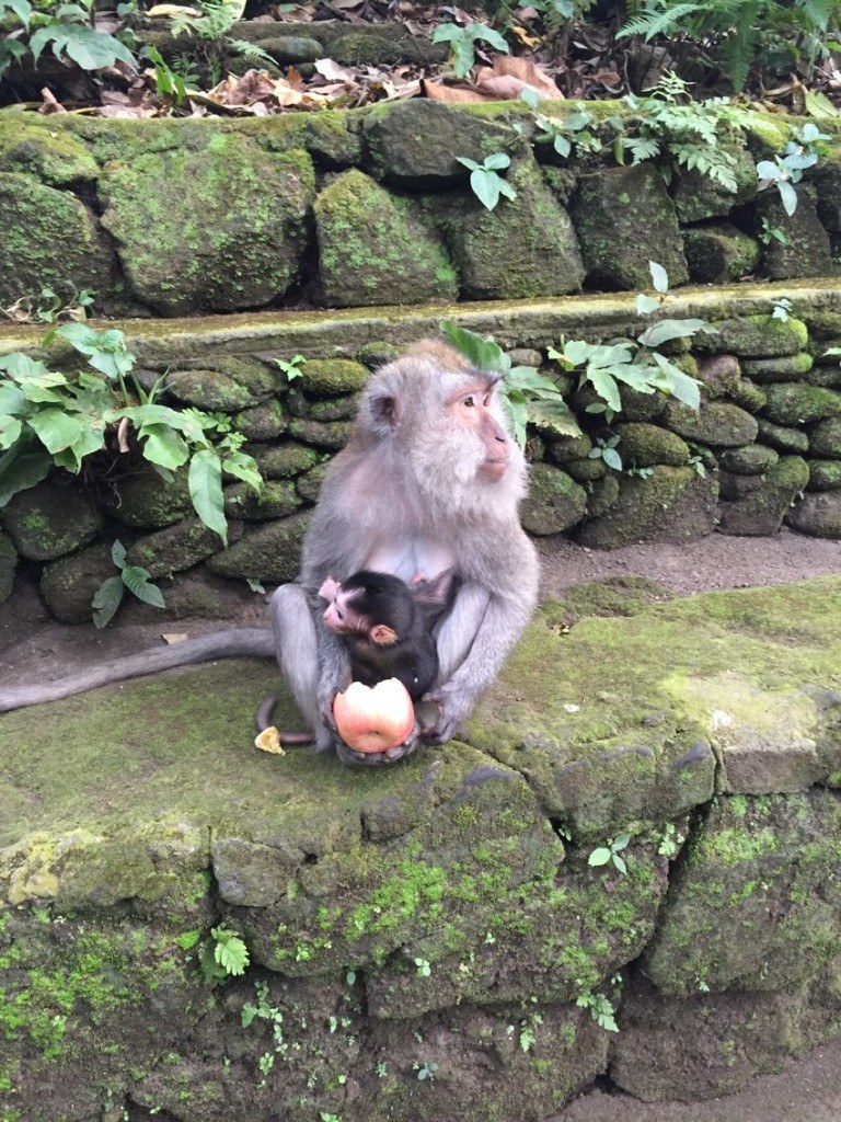 melo e mela a ubud.1 - 30