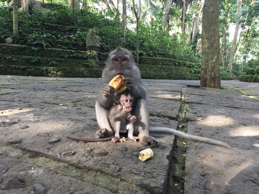 melo e mela a ubud.1 - 31