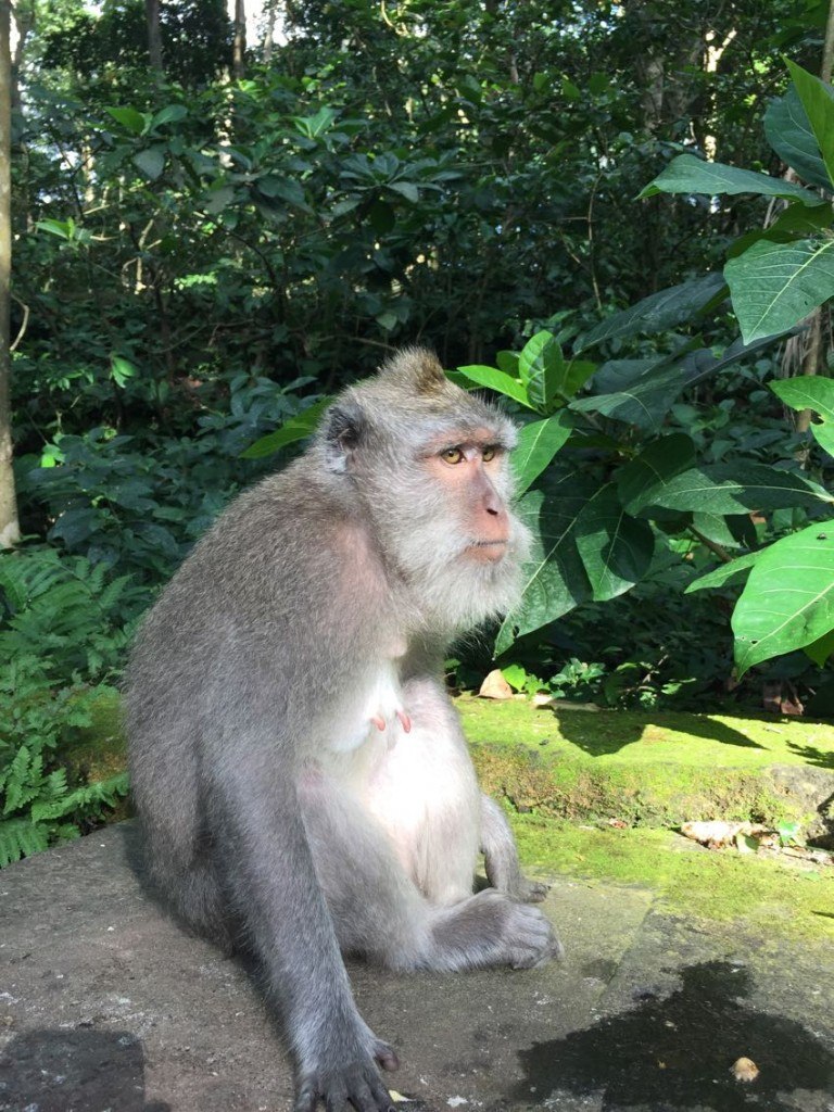 melo e mela a ubud.1 - 32