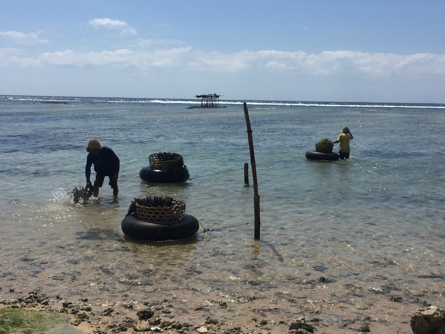 Nusa Penida coltivazione alghe Nusa Penida coltivazione alghe