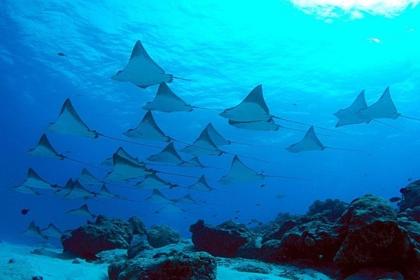 Nusa Penida Manta Point Nusa Penida Manta Point