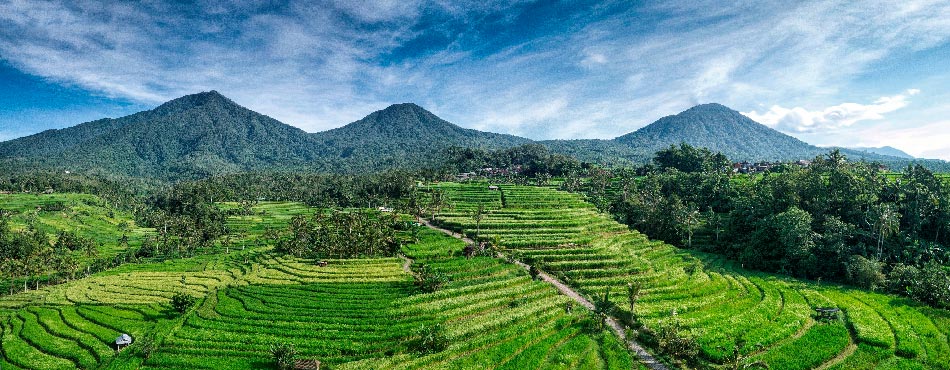 Risaie di Jatiluwih